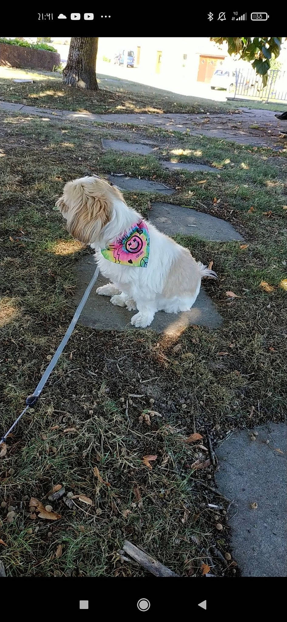 Gaya participe au concours pour gagner de l'argent avec cette photo : asphalt, carnivore, collar, companion_dog, dog, dog_breed, dog_clothes, dog_supply, fawn, grass, leash, mammal, pet_supply, plant, road_surface, snout, soil, tail, toy_dog, vertebrate