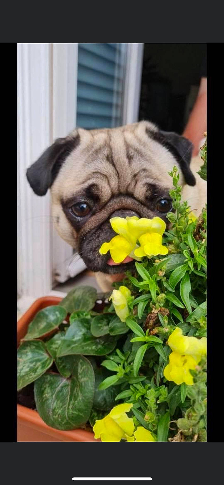 Peach a rejoint le concours — aidez-le/la à gagner de superbes lots ! annual_plant, canidae, carnivore, companion_dog, dog, dog_breed, fawn, flower, flowering_plant, grass, green, groundcover, petal, photograph, plant, pug, snout, sporting_group, toy_dog, wrinkle