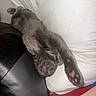 Nini joined the competition — help win amazing prizes! cat, gray_cat, sleeping, sleepy, pet, animal, feline, paw, toe_beans, upside_down, stretched, relaxed, couch, sofa, pillow, white_bedding, black_leather, indoor, close_up, funny_pose