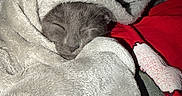 Nini joined the competition — help win amazing prizes! animal, bed, bedding, blanket, cat, close_up, cozy, cute, fluffy, fur, gray_cat, home, indoors, nap, pet, portrait, relaxed, resting, sleeping, snuggled