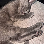 Nini is registered to the contest to win money with this photo: cat, kitten, sleeping, gray_fur, fluffy, pet, animal, nap, couch, cushion, paws, tail, pink_nose, closed_eyes, indoors, cozy, relaxed, curled_up, feline, portrait