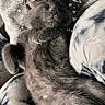 Nini joined the competition — help win amazing prizes! cat, gray_cat, sleeping, nap, cozy, pet, furry, whiskers, closed_eyes, paws, belly, portrait, lap, blanket, jeans, indoor, relaxed, cute, dreamy, text_overlay