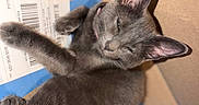 Nini joined the competition — help win amazing prizes! cat, kitten, gray_cat, feline, pet, animal, sleepy, lounging, lying_down, upside_down, paw, whiskers, ears, green_eyes, fur, cardboard_box, package, shipping_label, barcode, indoor