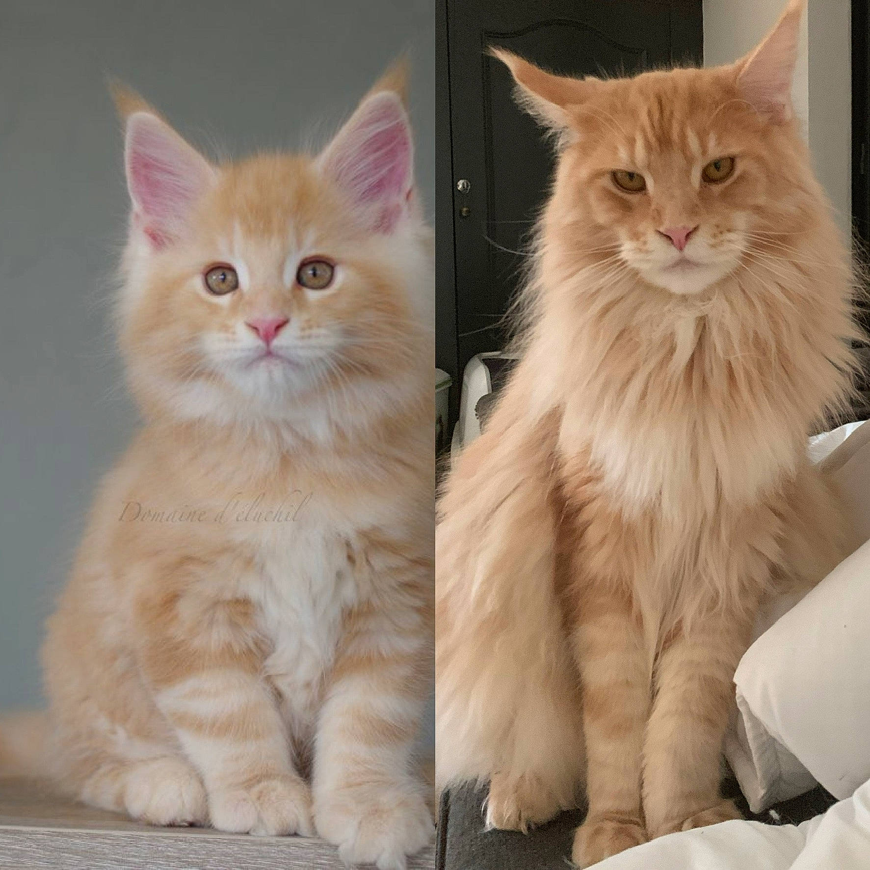 Omalley a rejoint le concours — aidez-le/la à gagner de superbes lots ! box, british_longhair, carnivore, cat, claw, comfort, fawn, felidae, fur, gesture, iris, paw, photo_caption, small_to_medium_sized_cats, snout, tail, terrestrial_animal, whiskers, window