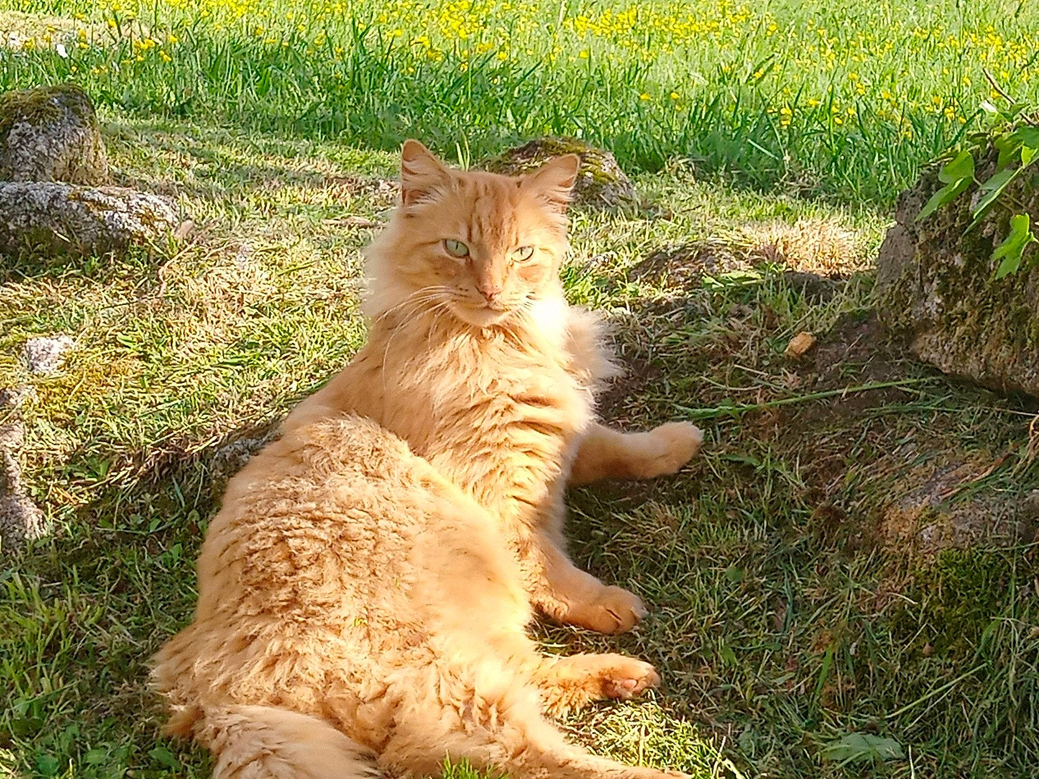 Fifi a rejoint le concours — aidez-le/la à gagner de superbes lots ! big_cats, carnivore, cat, claw, fawn, felidae, fur, grass, grassland, mammal, pasture, paw, plant, prairie, small_to_medium_sized_cats, snout, soil, tail, terrestrial_animal, whiskers