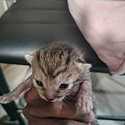 Biscuit joined the competition — help win amazing prizes! animal, baby_animal, blurred_background, cat, closeup, curious, cute, domestic_animal, fur, furry, hand, holding, indoor, kitten, mammal, pet, small, soft, tiny, young