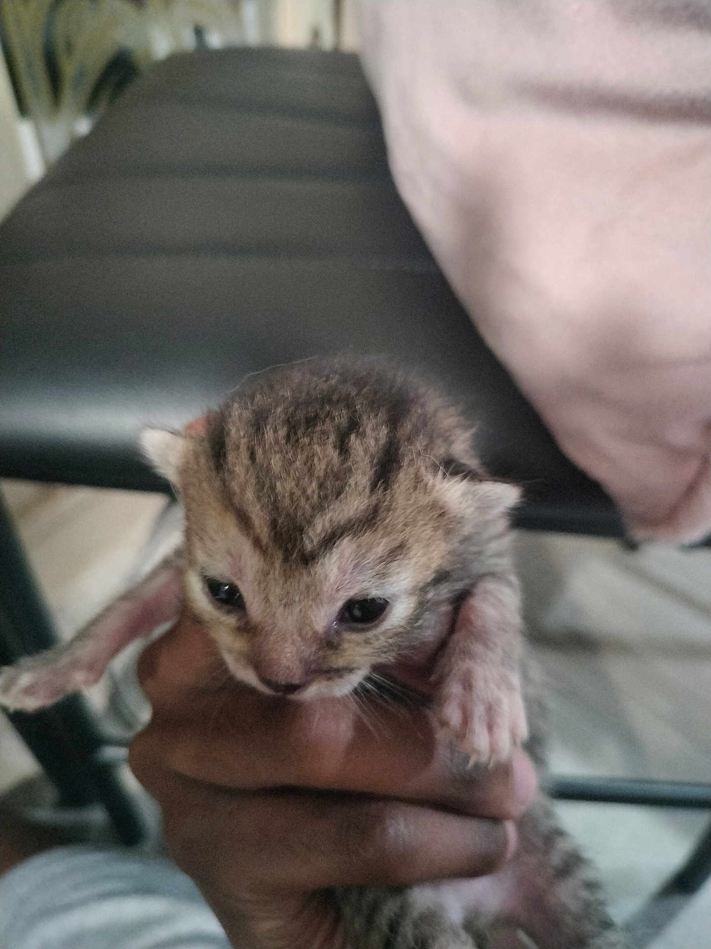 Biscuit