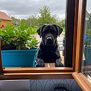 Maverick participe au concours pour gagner de l'argent avec cette photo : black_dog, blue_planter, cloudy_sky, curious, daylight, dog, garden, greenery, home, indoor, nature, office_supplies, outdoor, papers, paws, pet, plants, stapler, window, wooden_frame