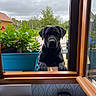 black_dog, dog, window, plants, blue_planter, greenery, garden, cloudy_sky, outdoor, indoor, wooden_frame, paws, curious, pet, office_supplies, stapler, papers, nature, home, daylight