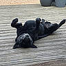 dog, black_dog, lying_down, wooden_deck, potted_plants, outdoor, relaxed, pet, canine, fur, collar, playful, sunlight, animal, nature, home, backyard, resting, domestic_animal, wood