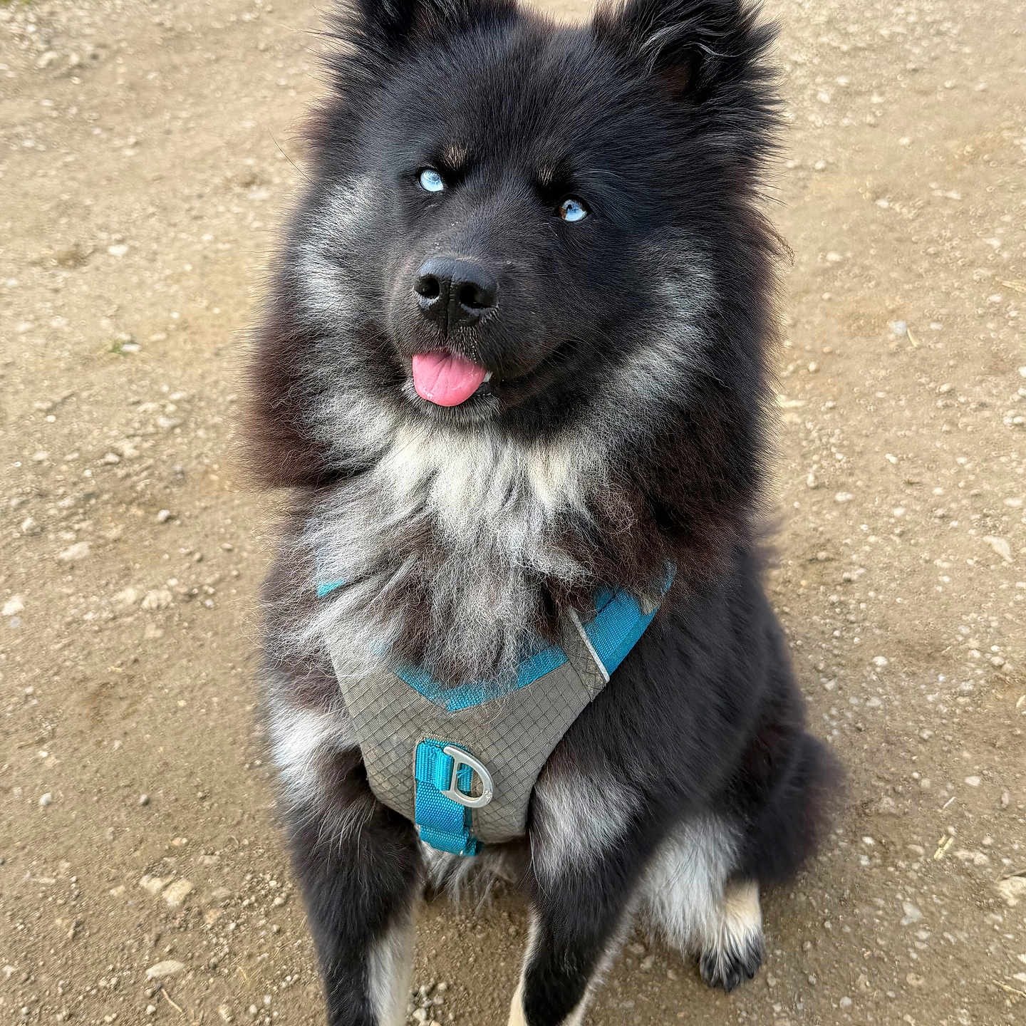 Aïka a rejoint le concours — aidez-le/la à gagner de superbes lots ! dog, canine, animal, pet, blue_eyes, fluffy, black_fur, white_fur, harness, outdoor, dirt_path, sitting, cute, tongue_out, fur, ears, friendly, happy, nature, portrait