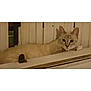 cat, cream_colored, lounging, wooden_surface, rustic_background, indoor, pet, feline, curious_look, whiskers, ears, eyes, relaxed, animal, domestic_cat, striped, light_fur, resting, close_up, quiet