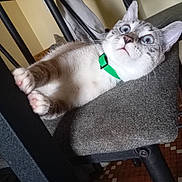 Meïli a rejoint le concours — aidez-le/la à gagner de superbes lots ! animal, cat, chair, close_up, curious, domestic_cat, ears, feline, floor_tiles, fur, gray_fabric, green_collar, indoor, metal_chair_frame, paws, pet, resting, texture, whiskers, wide_eyes