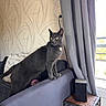 alert, animal, box, cat, couch, cozy, curtains, decorative_table, domestic, furniture, gray_cat, home, indoor, looking_out, pet, pillow, sitting, wallpaper, window, yellow_eyes