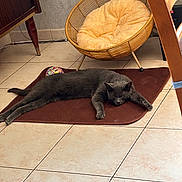 Twist participe au concours pour gagner de l'argent avec cette photo : animal, brown_mat, cat, chair, cozy_corner, domestic, floor_tiles, furniture, gray_cat, home_interior, indoor, mat, peaceful, pet, quiet, relaxed, resting, sleeping, tile_floor, yellow_cushion