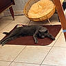 animal, brown_mat, cat, chair, cozy_corner, domestic, floor_tiles, furniture, gray_cat, home_interior, indoor, mat, peaceful, pet, quiet, relaxed, resting, sleeping, tile_floor, yellow_cushion