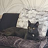 animal, blanket, cat, claws, couch, cozy, domestic, ears, feline, floral_pattern, fur, gray_cat, home, indoor, pet, pillow, relaxed, resting, whiskers, yellow_eyes