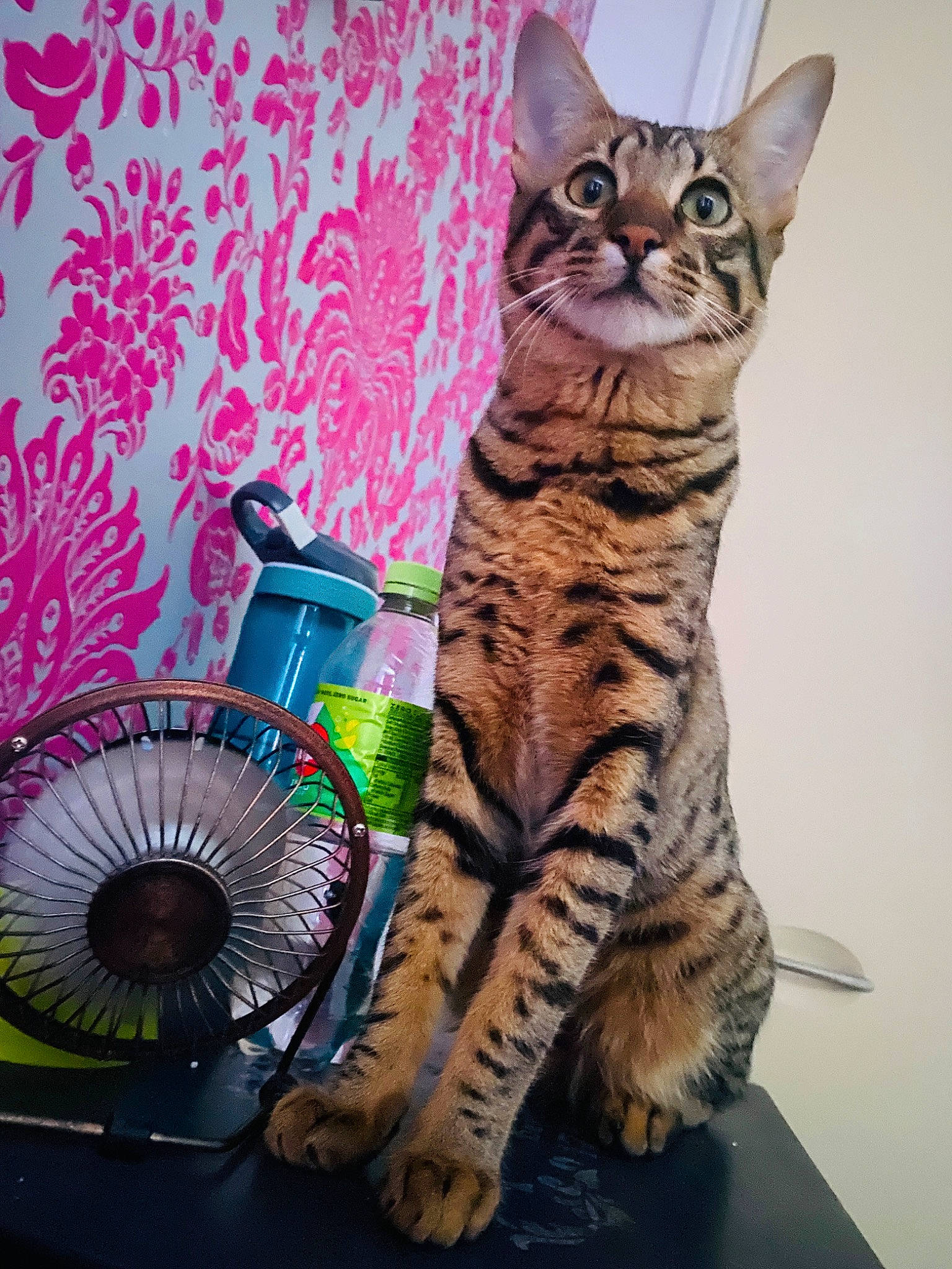 Mister Ed is registered to the contest to win money with this photo: art, automotive_lighting, automotive_tire, carnivore, cat, domestic_short_haired_cat, fawn, felidae, fur, illustration, mechanical_fan, organism, paw, rim, small_to_medium_sized_cats, snout, tail, terrestrial_animal, visual_arts, whiskers