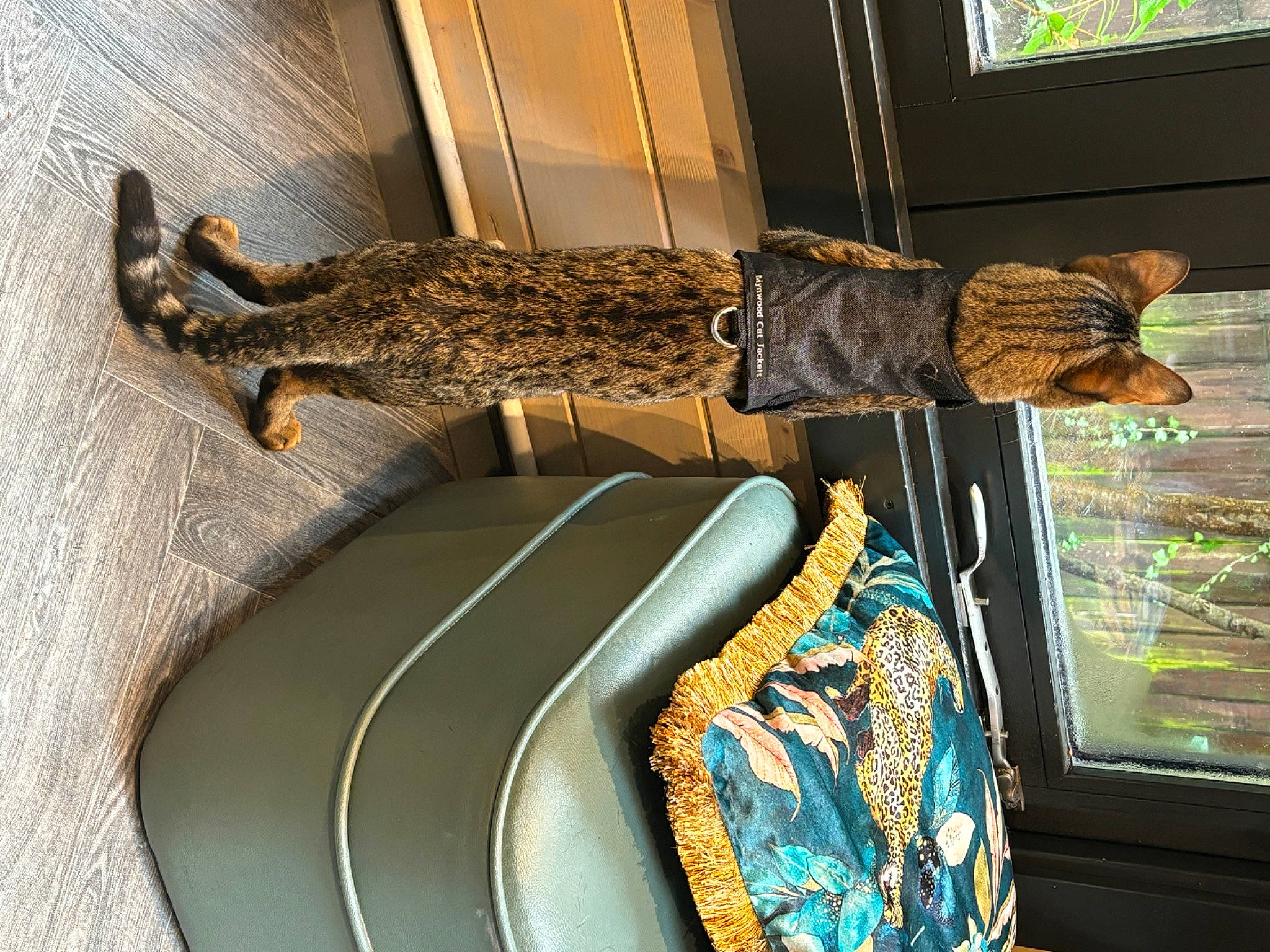 Mister Ed is registered to the contest to win money with this photo: art, bag, fashion_accessory, felidae, flooring, fur, jewellery, metal, military_camouflage, organism, pattern, room, tail, tourist_attraction, visual_arts, wood