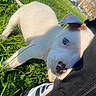 puppy, dog, white_dog, grass, outdoor, playful, blue_eyes, sunlight, pet, nature, young_dog, animal, chewing, person, shoe, pants, greenery, daylight, close_up, cute