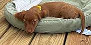 Ginger is registered to the contest to win money with this photo: puppy, dog, pet_bed, wooden_deck, yellow_collar, brown_fur, resting, sleepy, outdoor, animal, canine, young_dog, cute, domestic_animal, relaxing, fur, tail, ears, collar, bed