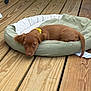 puppy, dog, pet_bed, wooden_deck, yellow_collar, brown_fur, resting, sleepy, outdoor, animal, canine, young_dog, cute, domestic_animal, relaxing, fur, tail, ears, collar, bed