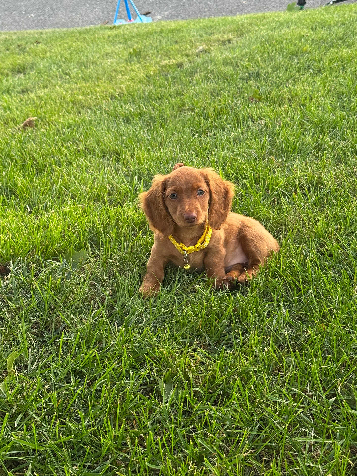 Ginger