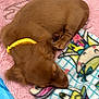 Ginger joined the competition — help win amazing prizes! puppy, brown_dog, sleeping, yellow_collar, pink_mat, fleece_blanket, cozy, indoor, pet, animal, cute, resting, young_dog, floor, soft_texture, paw_prints, blanket_pattern, domestic, calm, peaceful
