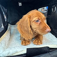 Ginger joined the competition — help win amazing prizes! puppy, dog, crate, mesh, pet, animal, fur, soft, cute, brown, ears, nose, paws, indoor, blanket, resting, young, canine, looking, companion