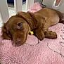 Ginger joined the competition — help win amazing prizes! puppy, dog, brown, cute, pet, indoor, pink_mat, floor, playpen, resting, furry, collar, young, canine, closeup, sleepy, domestic_animal, animal, cozy, small
