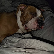 Prime is registered to the contest to win money with this photo: bed, blanket, brown_coat, chin, close_up, comforter, cute, dog, ear, flash, indoor, nighttime, nose, pet, portrait, resting, sleeping_dog, snout, white_markings, wrinkled_face