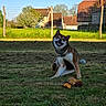 dog, shiba_inu, pet, sitting, smiling, open_mouth, outdoor, grass, lawn, backyard, fence, village, houses, rural, sunlight, blue_sky, tree, toy, mowed_grass, animal_portrait