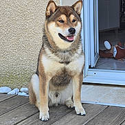 Aiko participe au concours pour gagner de l'argent avec cette photo : dog, shiba_inu, canine, pet, sitting, smiling, happy, portrait, outdoor, deck, wooden_floor, doorway, house, wall, stuffed_toy, collar, fur, pointed_ears, open_mouth, daylight