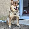 dog, shiba_inu, canine, pet, sitting, smiling, happy, portrait, outdoor, deck, wooden_floor, doorway, house, wall, stuffed_toy, collar, fur, pointed_ears, open_mouth, daylight