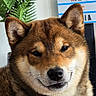 dog, shiba_inu, pet, animal, canine, portrait, close_up, brown_fur, fluffy, pointed_ears, black_nose, whiskers, face, indoors, houseplant, letter_board, home, alert, cute, photography