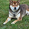 dog, shiba_inu, canine, pet, animal, grass, outdoor, lawn, lying_down, sitting, brown_fur, white_fur, black_fur, pointed_ears, collar, front_paws, facial_expression, portrait, garden, nature
