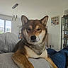 dog, shiba_inu, canine, pet, brown_fur, white_fur, black_nose, upright_ears, sitting, sofa, couch, living_room, indoor, portrait, close_up, centered_subject, home, furniture, natural_light, alert