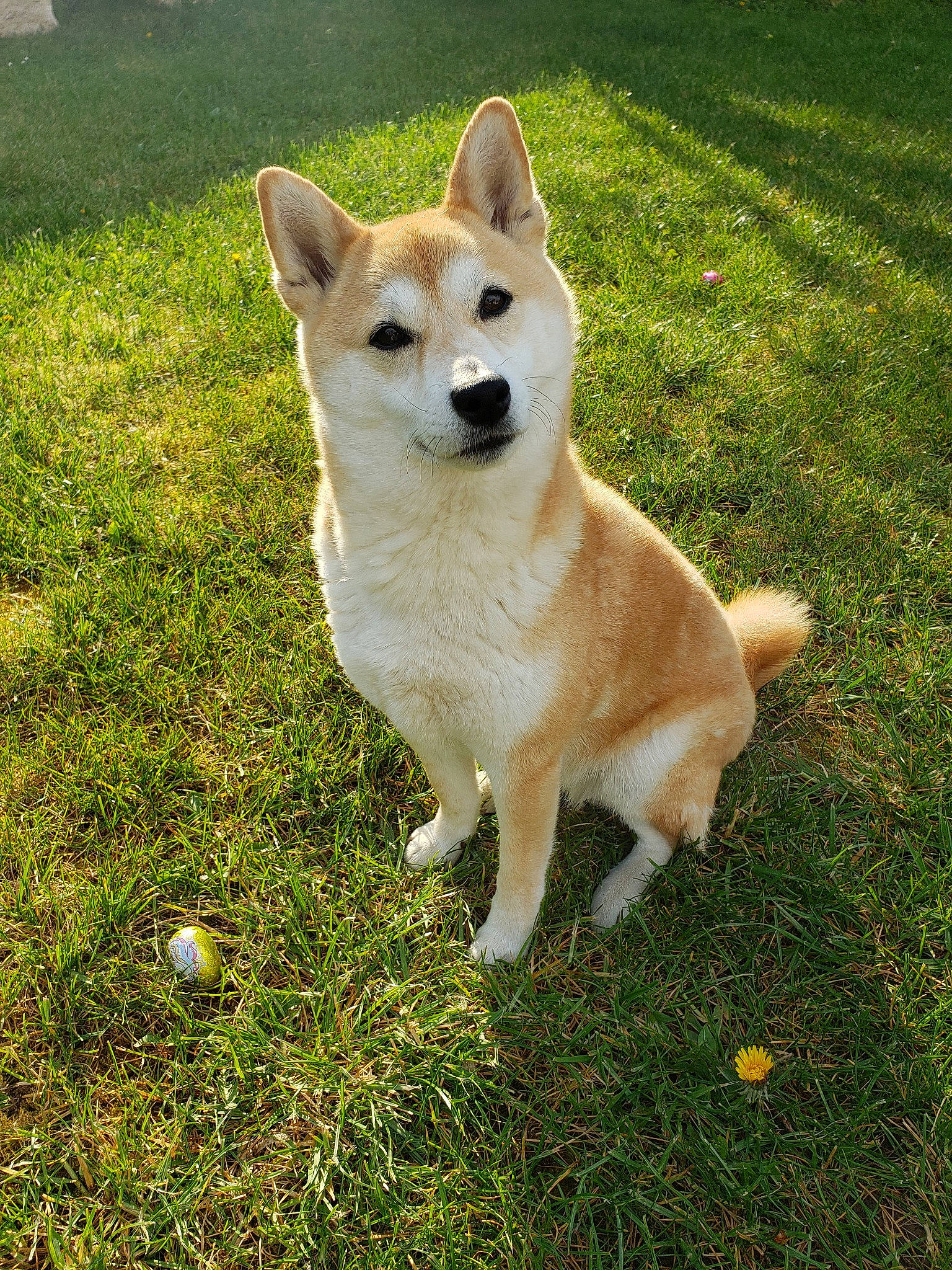 Joulia