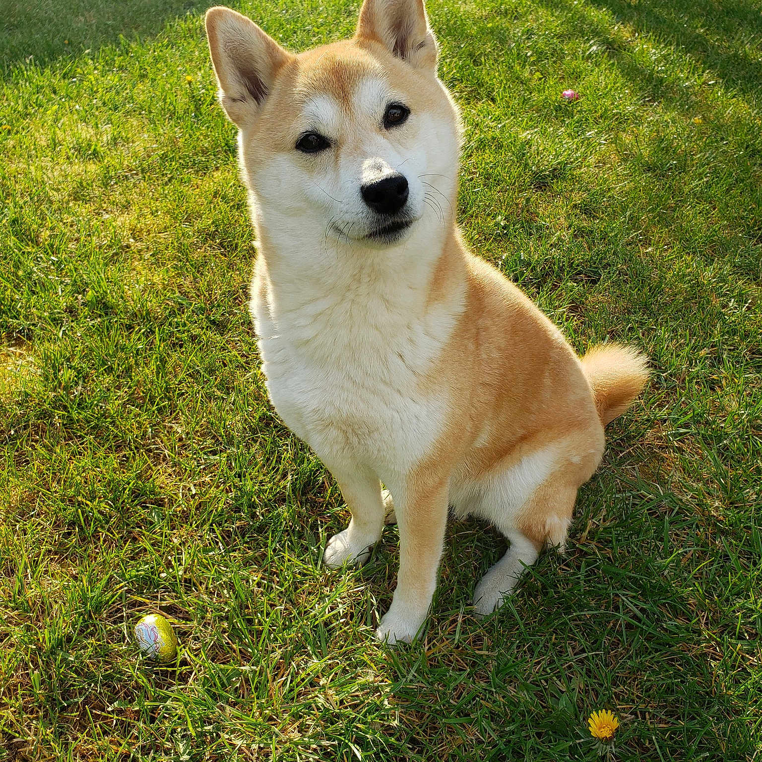 Joulia