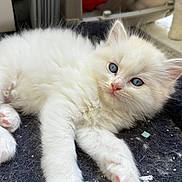 Azur a rejoint le concours — aidez-le/la à gagner de superbes lots ! kitten, cat, white_fur, blue_eyes, pet, animal, cute, fluffy, laying_down, close_up, indoor, young, paw, whiskers, soft, relaxed, feline, domestic_animal, fur, portrait