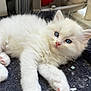 kitten, cat, white_fur, blue_eyes, pet, animal, cute, fluffy, laying_down, close_up, indoor, young, paw, whiskers, soft, relaxed, feline, domestic_animal, fur, portrait