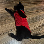 Handsome is registered to the contest to win money with this photo: animal, black_cat, black_fur, cat, clothing, collar, domestic_animal, feline, floor, front_paw, household, indoor, laying_down, mammal, pet, red_shirt, relaxing, stretching, tail, wooden_floor