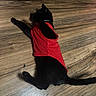 animal, black_cat, black_fur, cat, clothing, collar, domestic_animal, feline, floor, front_paw, household, indoor, laying_down, mammal, pet, red_shirt, relaxing, stretching, tail, wooden_floor