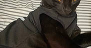 Handsome joined the competition — help win amazing prizes! amber_eyes, animal, arm, bed, black_cat, cat, closeup, clothing, curious, cute, fabric, feline, hoodie, indoor, paws, person, pet, relaxed, resting, striped