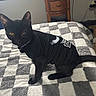 Handsome joined the competition — help win amazing prizes! animal, bed, black_cat, blanket, cable, cat, checkered_pattern, clothing, cozy, curious, feline, floor, indoor, looking, nightstand, pet, room, shirt, wooden_furniture, yellow_eyes