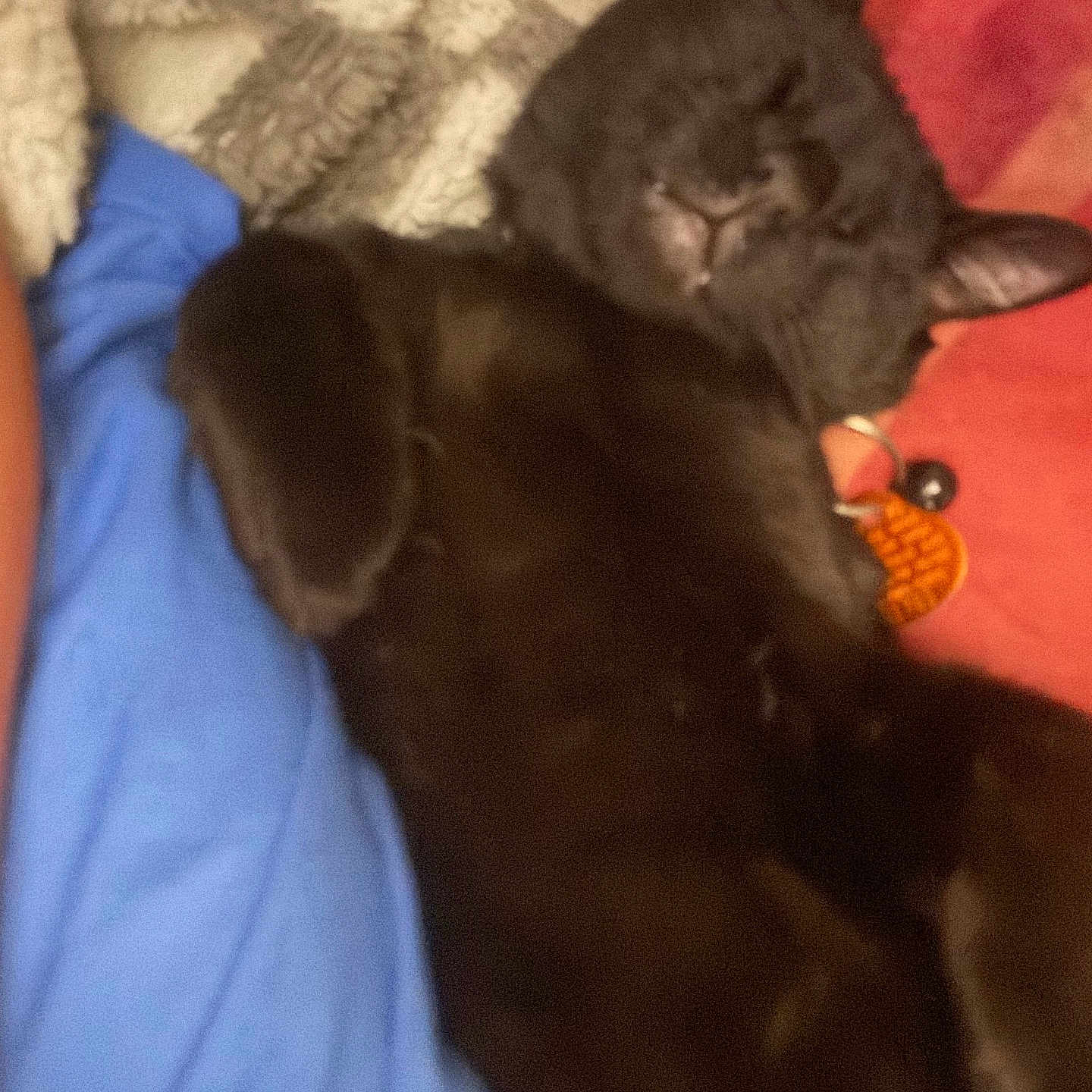 Handsome is registered to the contest to win money with this photo: animal, black_cat, blanket, blue_cloth, cat, closeup, collar, comfort, cozy, cute, feline, fur, home, indoor, pet, relaxation, resting, sleeping, soft_texture, tag