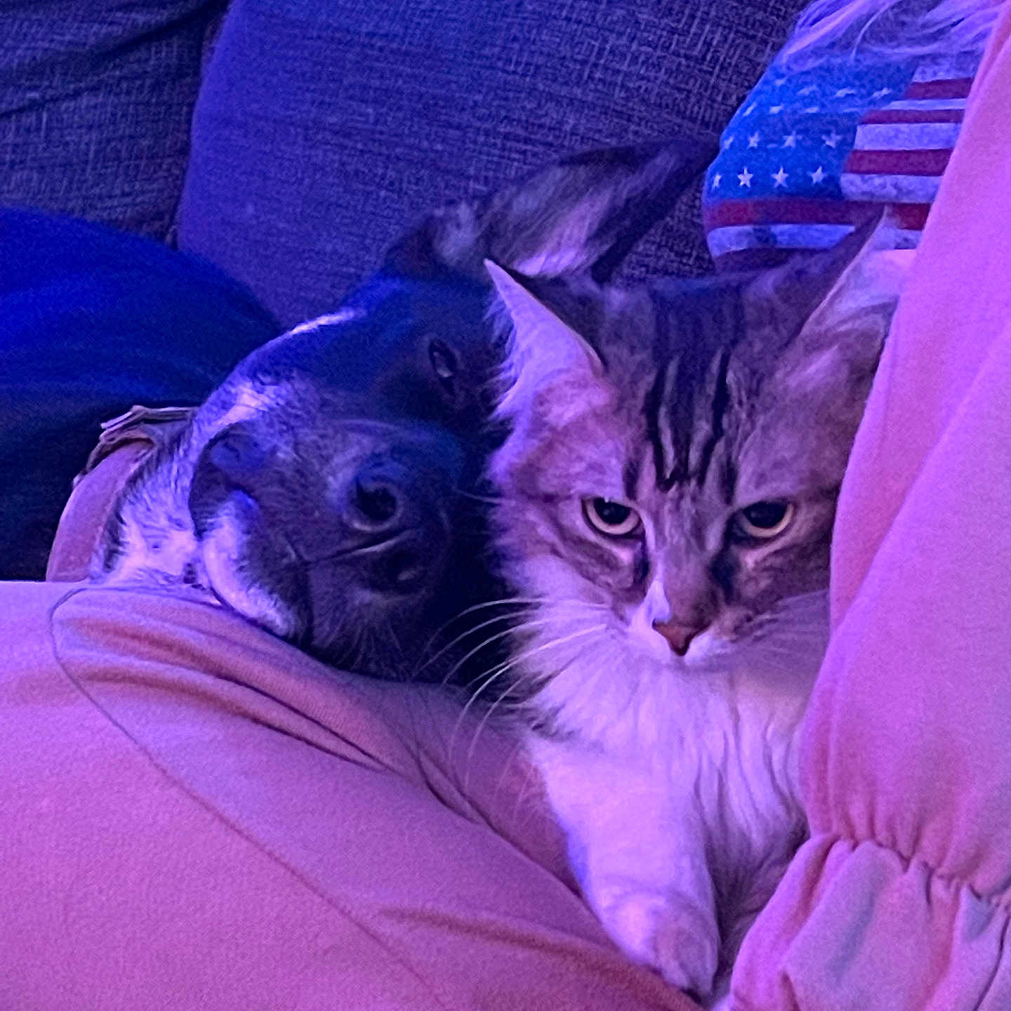 Salem is registered to the contest to win money with this photo: animal, casual_clothing, cat, closeup, comfort, companion, couch, cozy, dog, domestic, friendship, furry, indoor, lap, person, pet, purple_light, relaxing, resting, snuggle