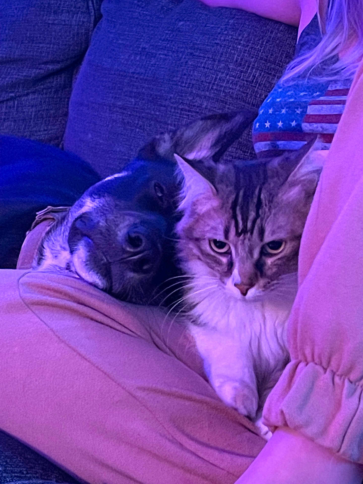 Salem is registered to the contest to win money with this photo: dog, cat, person, couch, purple_light, pet, lap, relaxing, furry, companion, indoor, cozy, resting, animal, domestic, friendship, comfort, casual_clothing, closeup, snuggle