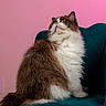 Goose is registered to the contest to win money with this photo: cat, fluffy, brown_fur, white_fur, blue_eyes, sitting, chair, velvet, teal, pink_background, indoor, pet, curious, portrait, feline, long_hair, domestic_animal, animal, looking_up, cozy