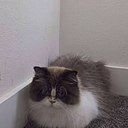 Goose is registered to the contest to win money with this photo: cat, fluffy, corner, carpet, indoor, pet, animal, fur, quiet, resting, white, gray, brown, calm, small, cute, feline, domestic, wall, floor